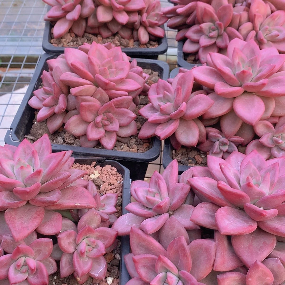 五头赫菲斯托大群457889号开始放假