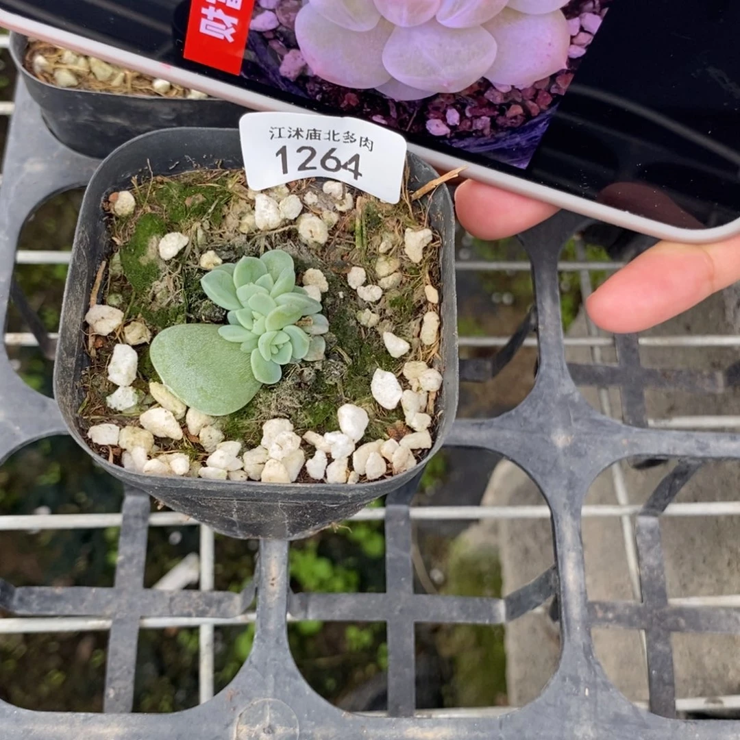标1264财富k一个多肉