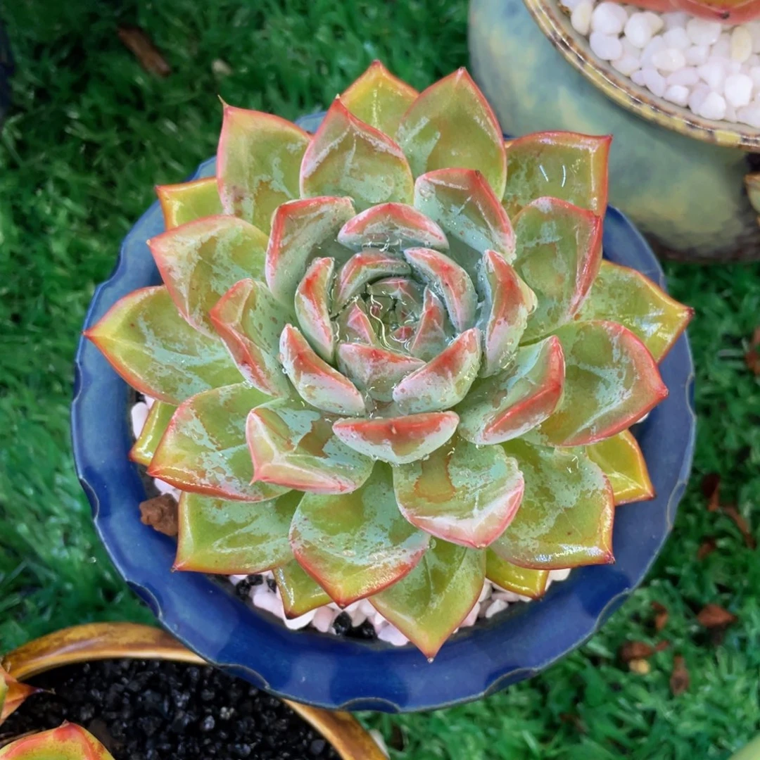 多肉植物盆栽多肉35