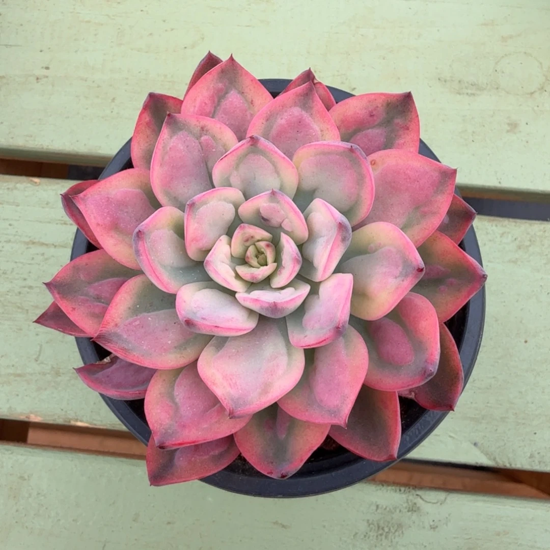 雨滴锦锦上园艺一物一拍