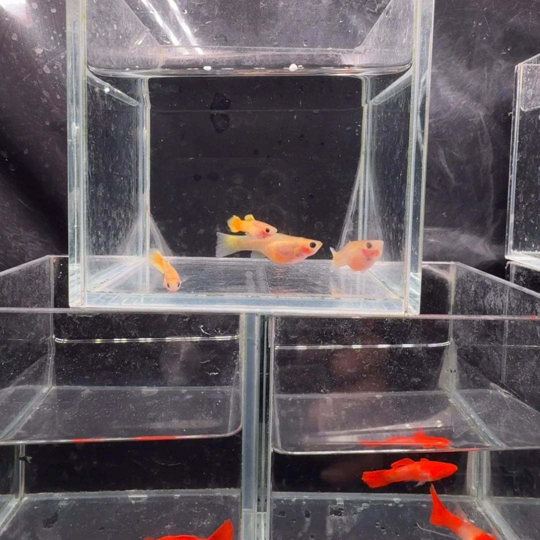 孔雀鱼黄金玻璃猫2对