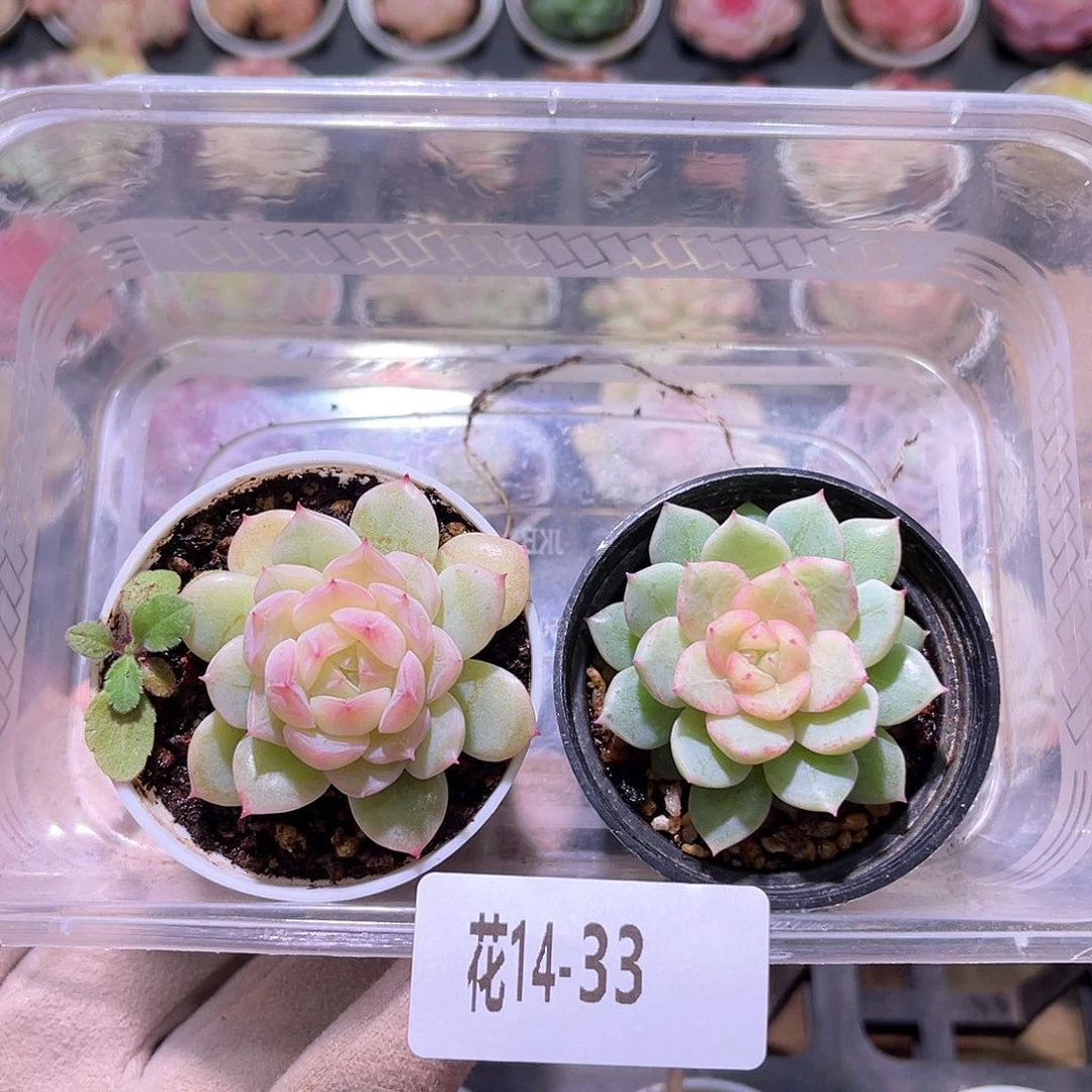 花利美14-33新品2颗