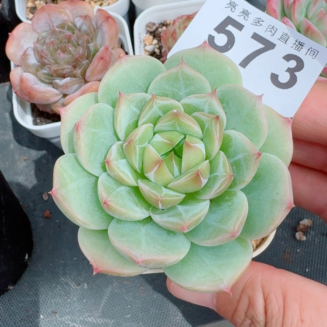 暗纹麦秆            精美多肉植物