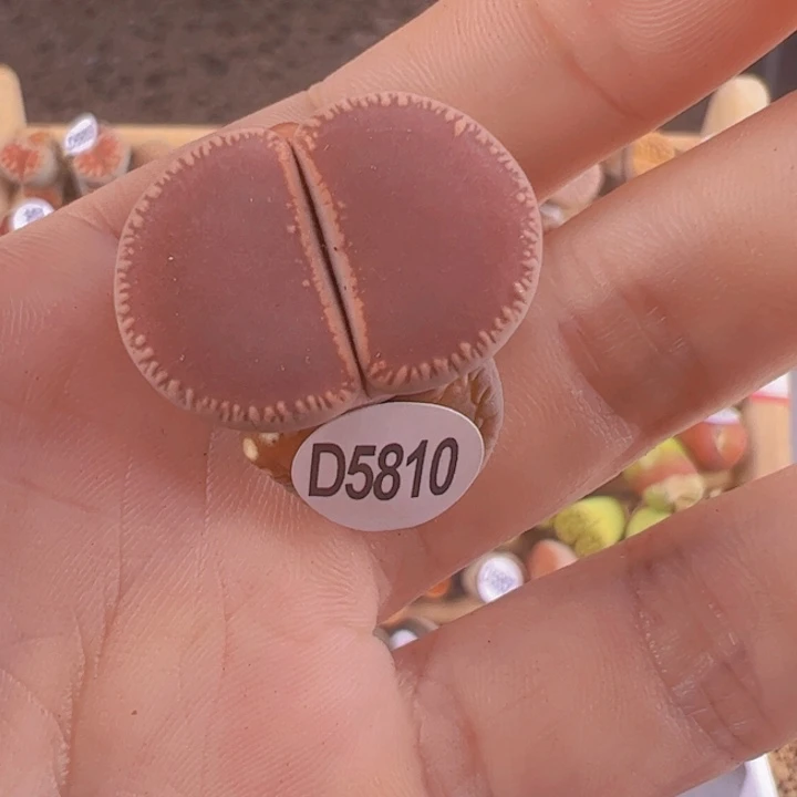 D5810 比利时K o