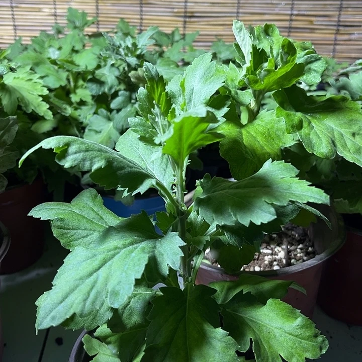 当前无花朵，栽培后可花朵国华花芳