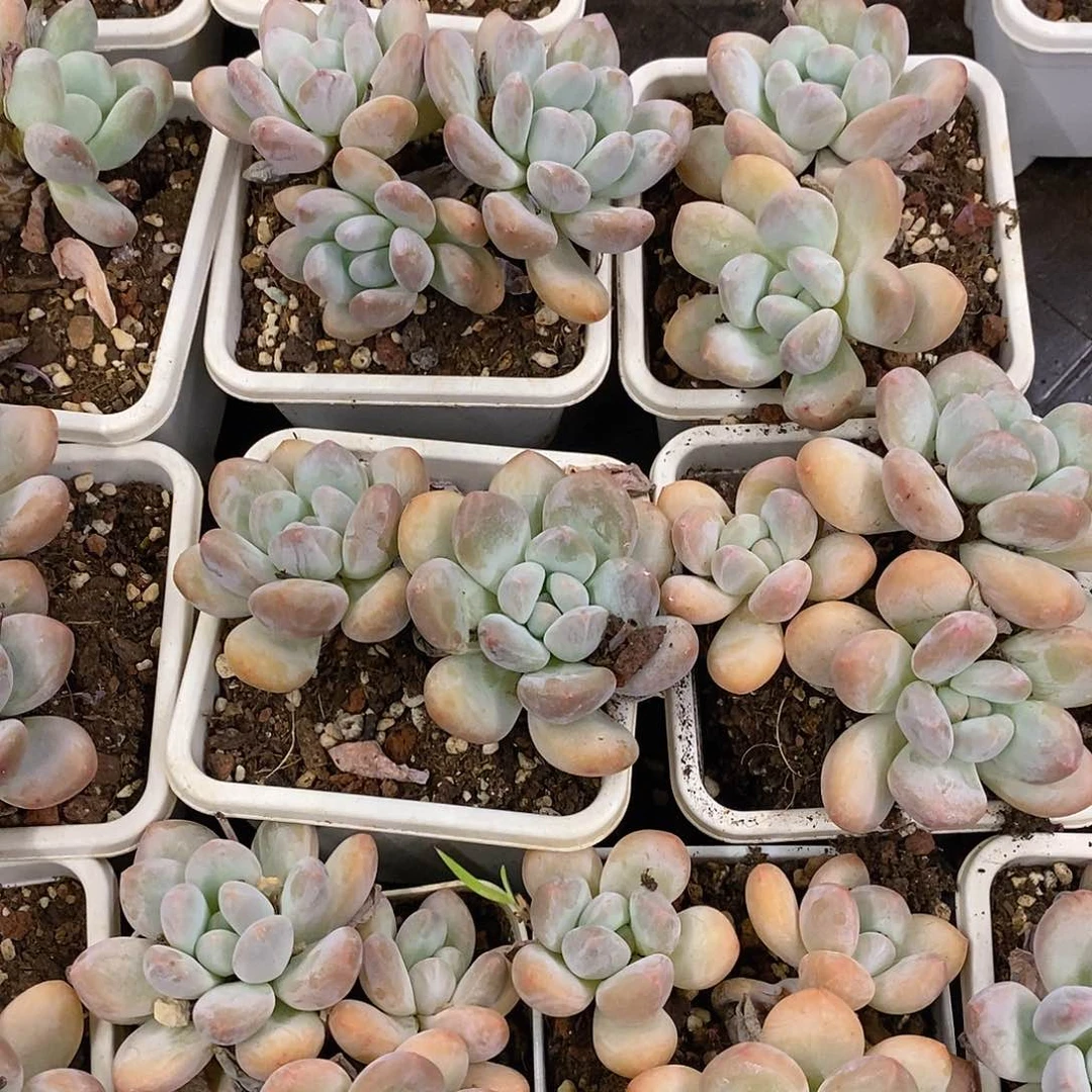 团。白方盆香水老桩。福利多多