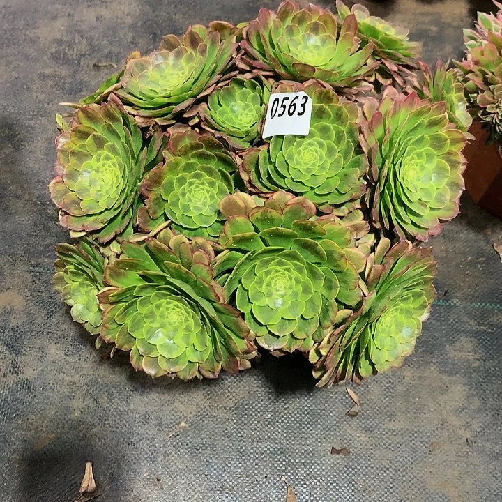 梁****多肉嘉年华563000