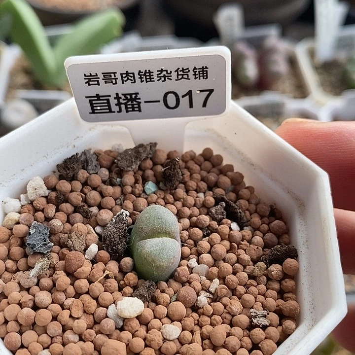 AP种源温莎城堡风铃