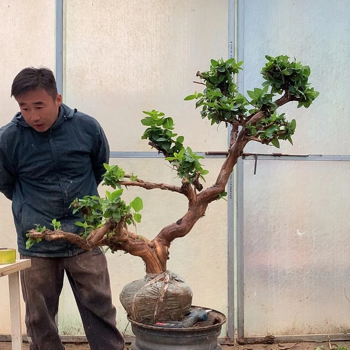 青***恒全部花朵金银花2244565596545558