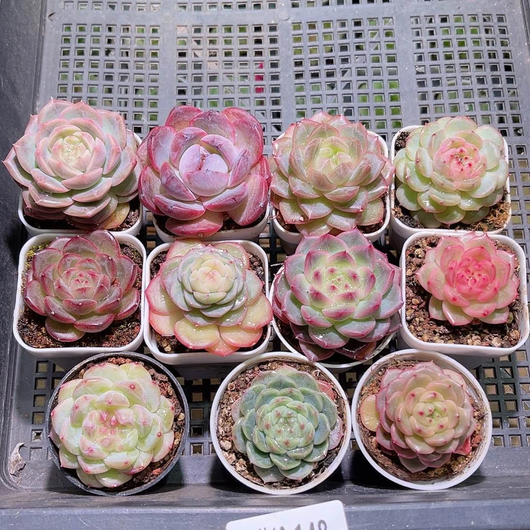 花10-148框拍多肉11颗含盆土