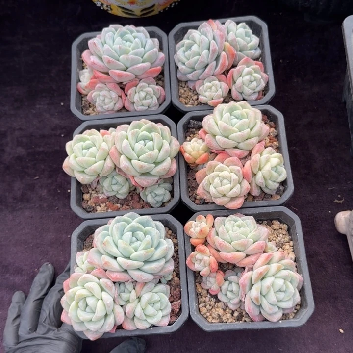 @****～9厘米左右一物一拍的