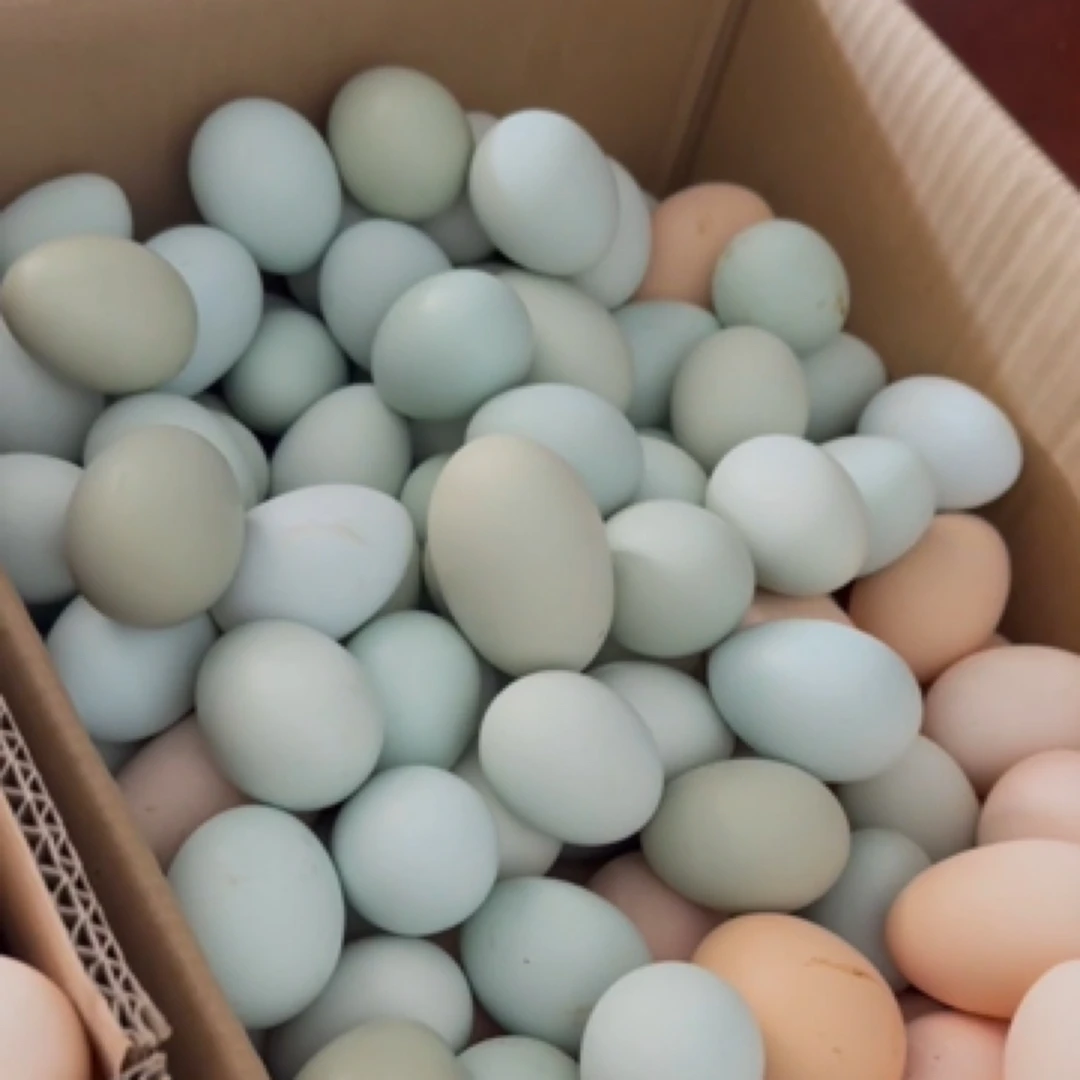 农家散养土鸡蛋100枚绿壳蛋 破损包赔散黄包赔户外