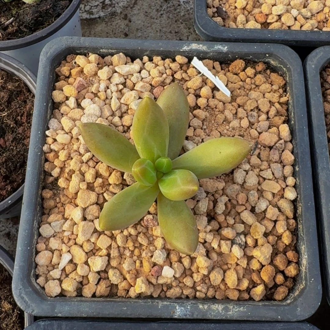 朵唯菲 薯条  一物一拍