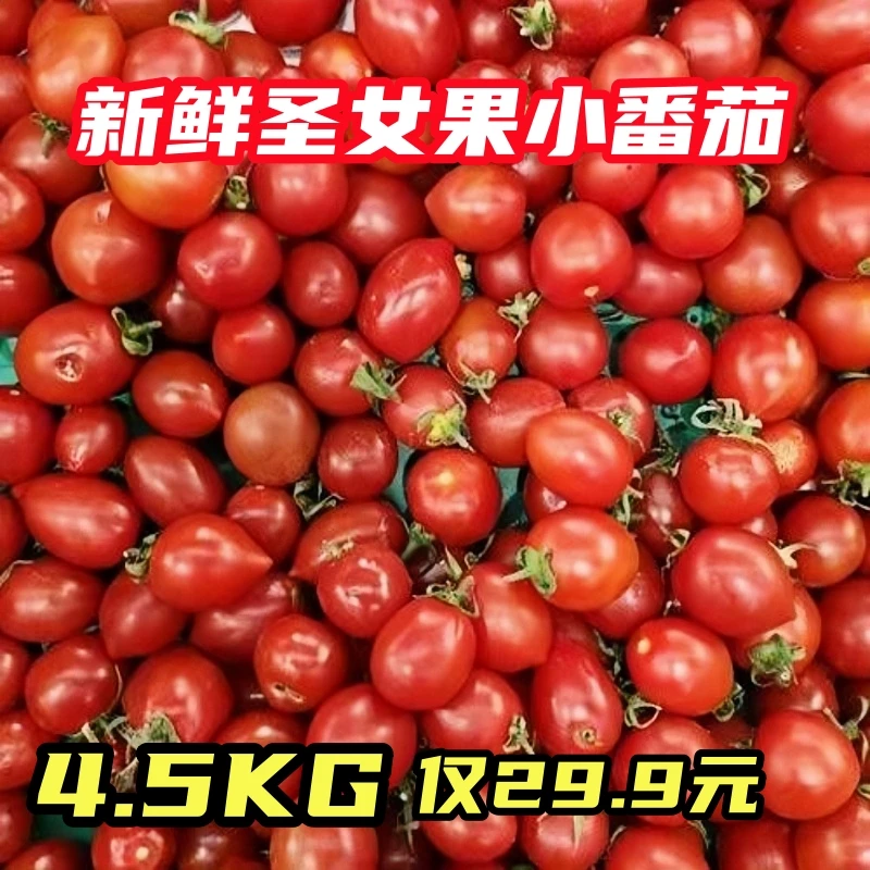 【一口爆汁】正宗现摘新鲜小番茄水果迷你生吃樱桃圣女果坏果包赔山东省