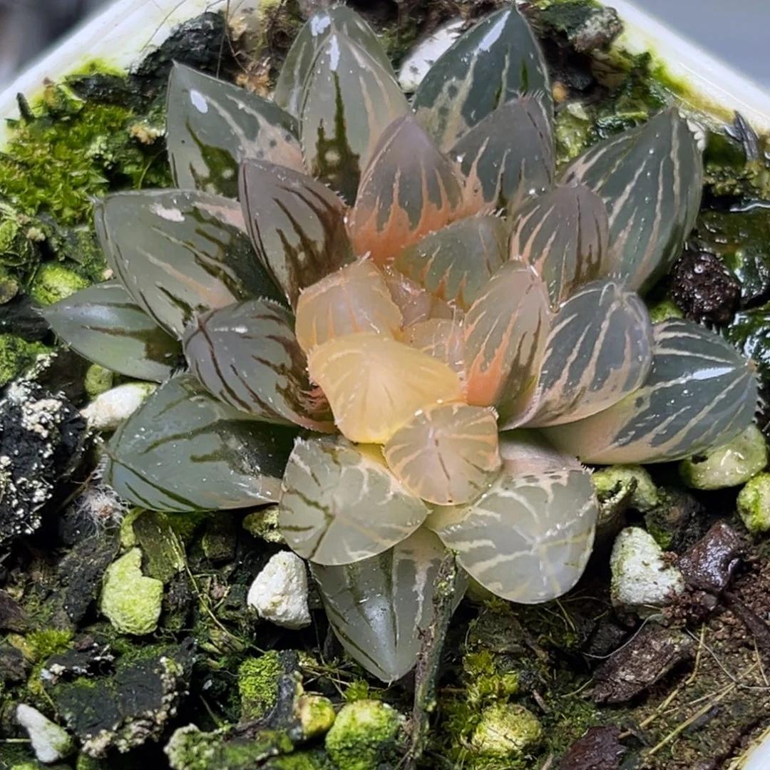十二卷多肉植物0240霓虹灯