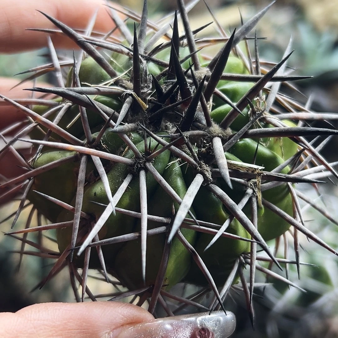 铃木圆盘仙人球666666666