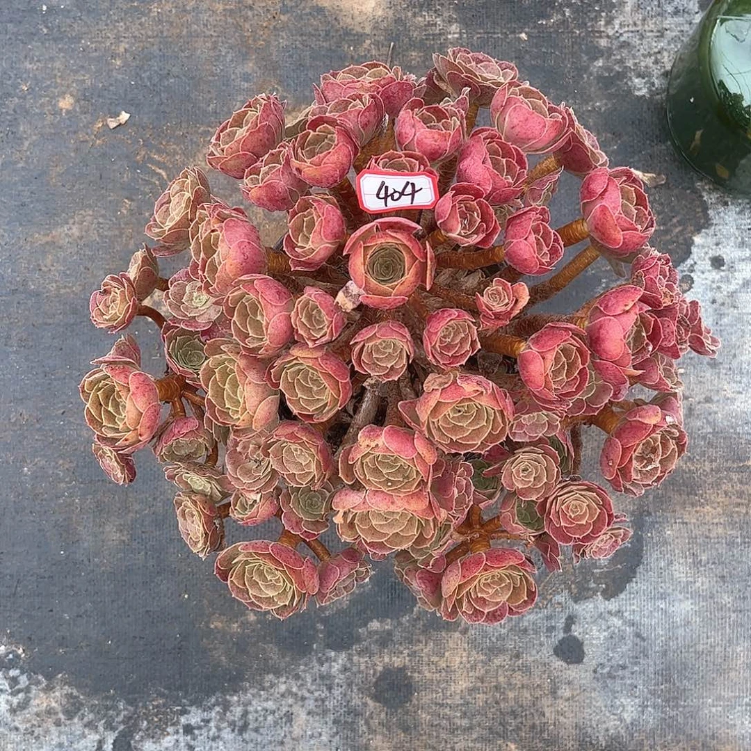 多肉植物404号多肉