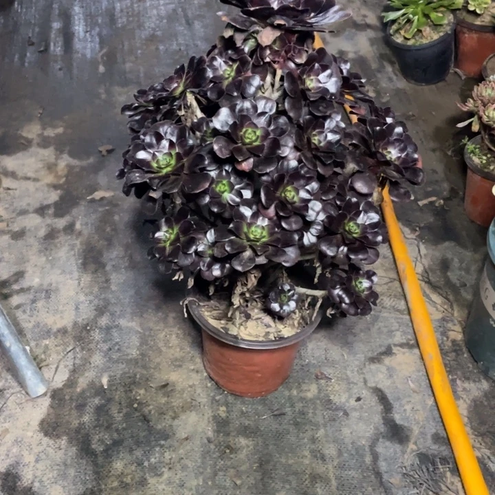 44圆叶多肉多肉植物多肉