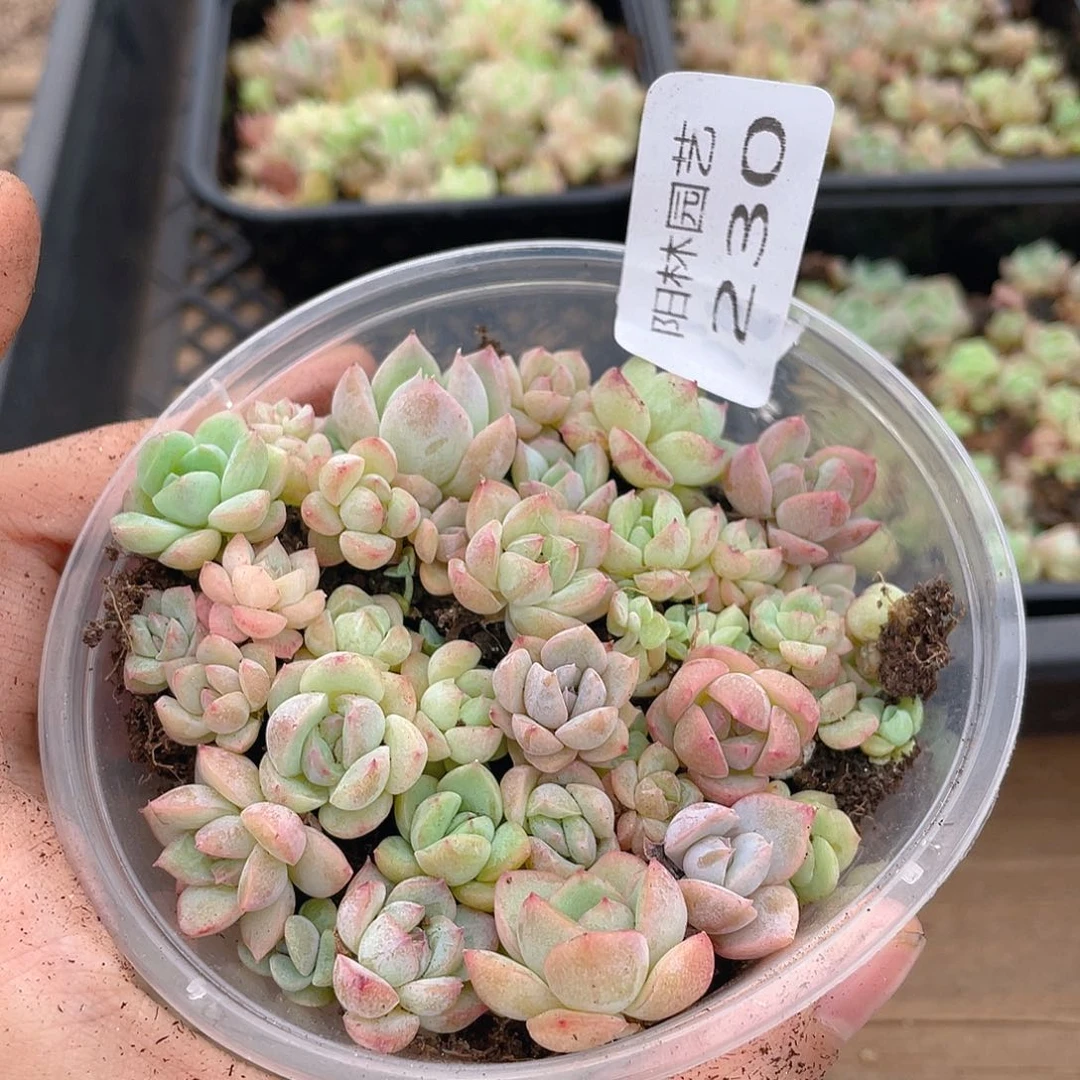 多肉植物多肉植物230