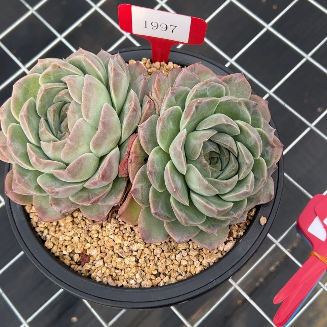 陌**开1997不包整 肉多么多哦