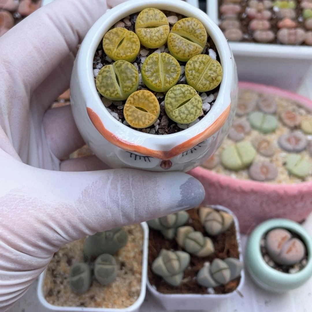 51号 带盆土发货