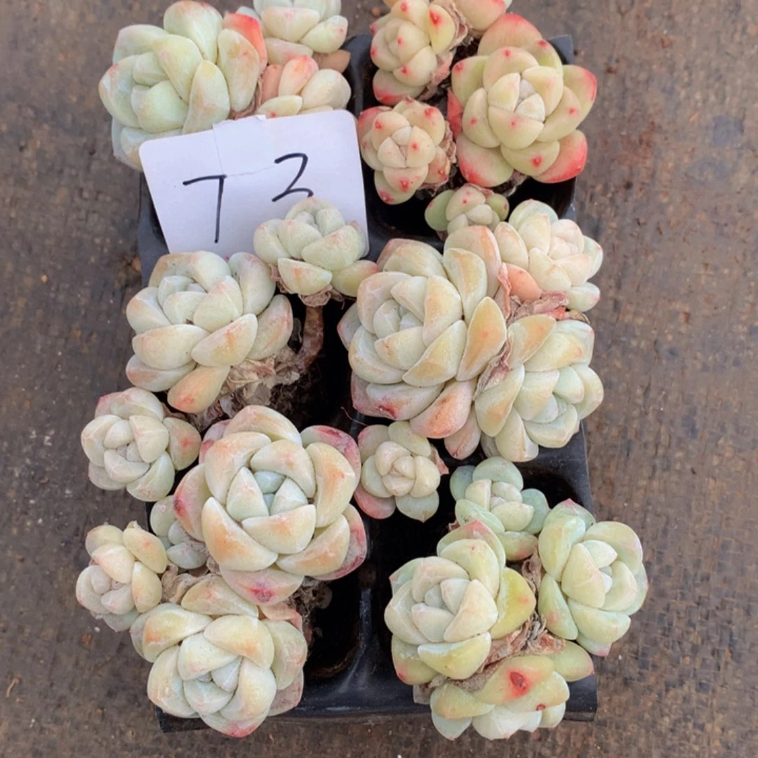 冰玉组合多肉一物一拍