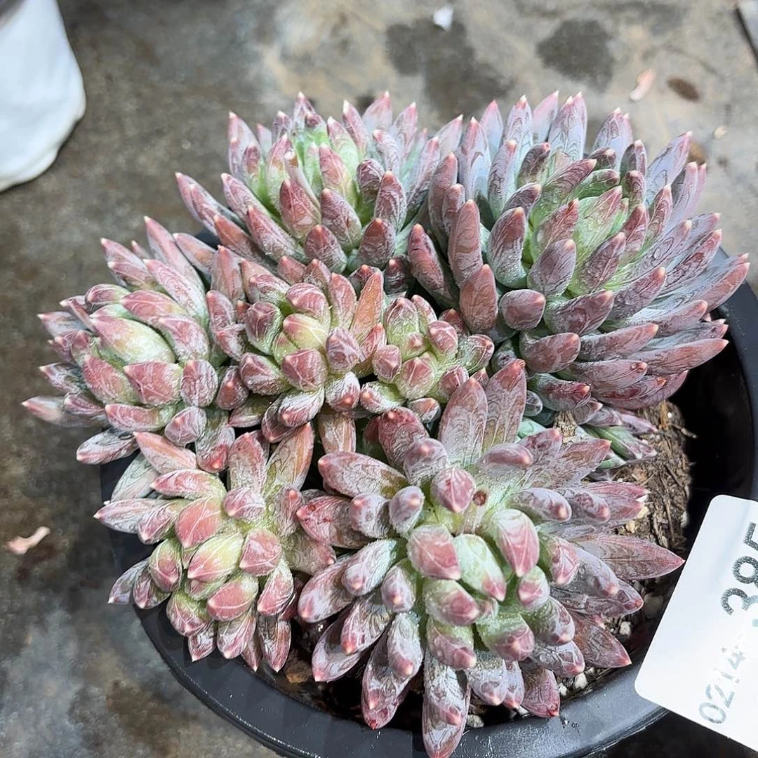 同温层多肉炫彩星385