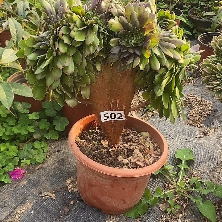 502万缀老板子法师缀