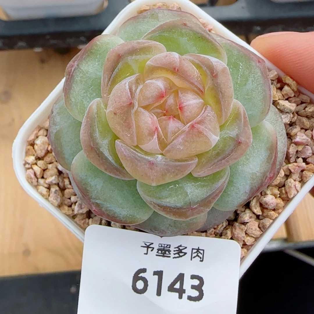 方糖，6143多肉植物