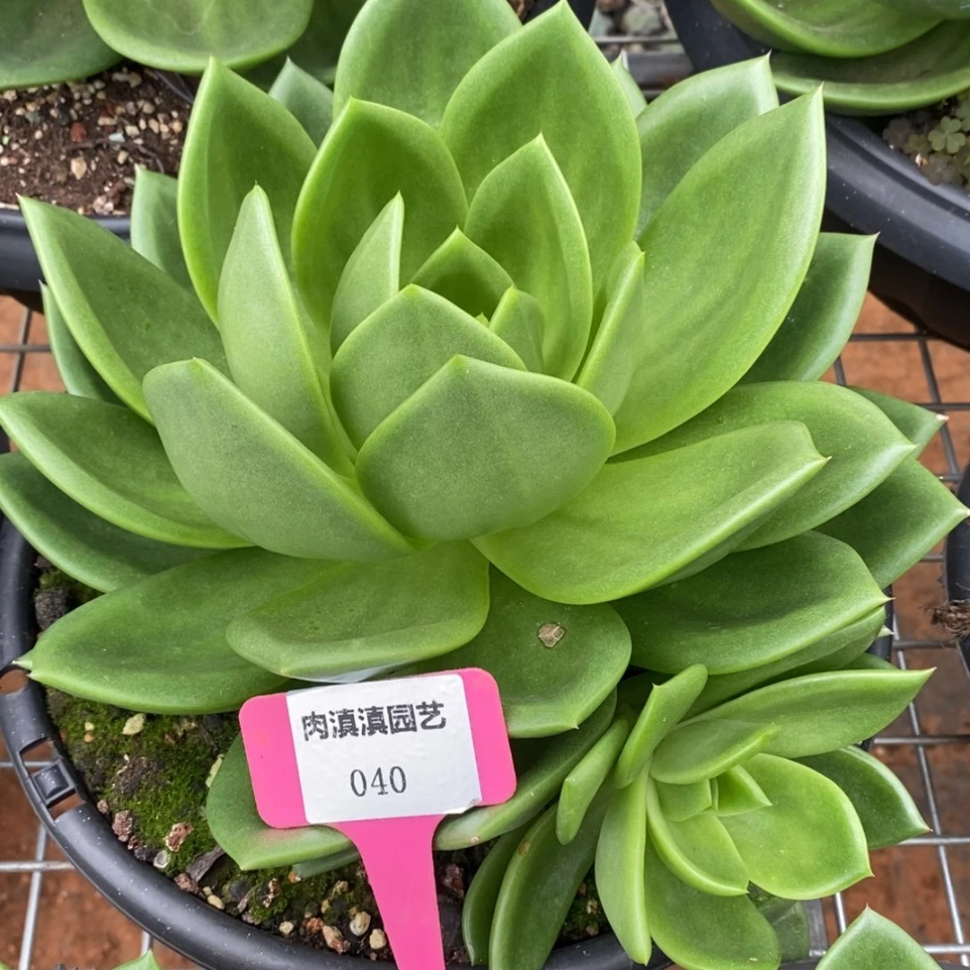 x040-多肉植物 翠花