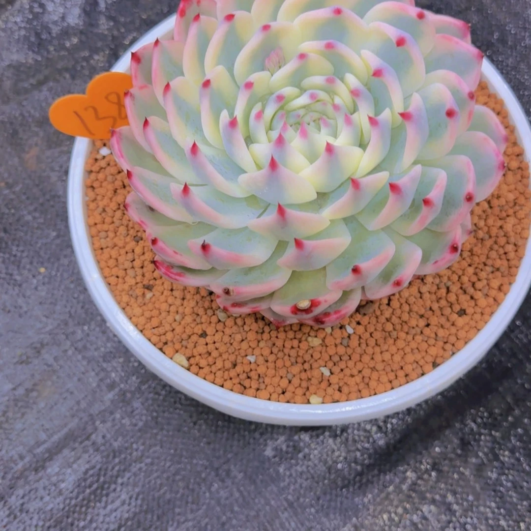 陌*L138多肉植物一物一拍