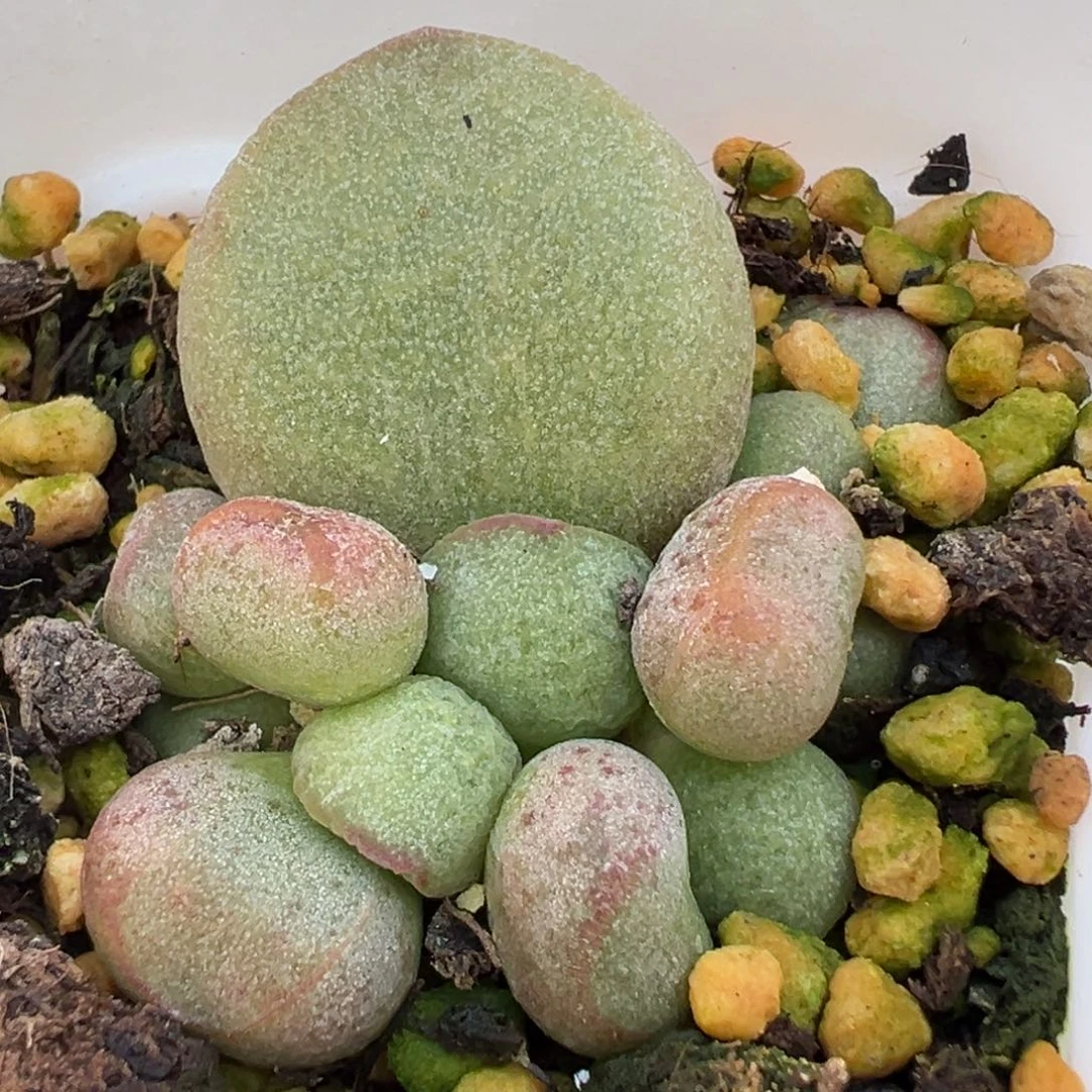 愛***屋实生新品大苗多肉植物