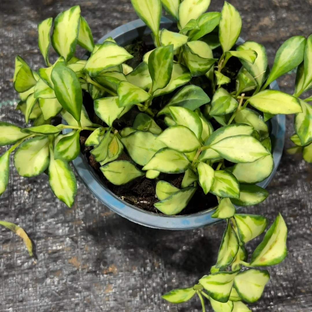 ****懂无花朵 休內球兰桌面款