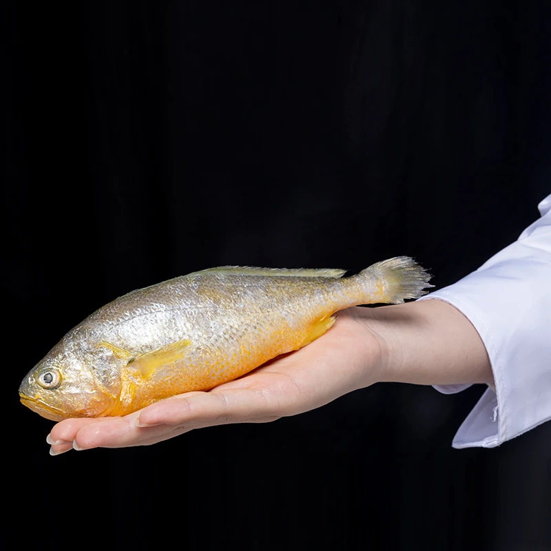福建东山岛  生态黄花鱼800g炸鱼