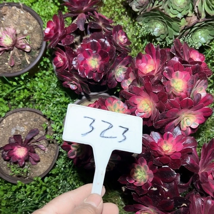 多肉植物组合5个