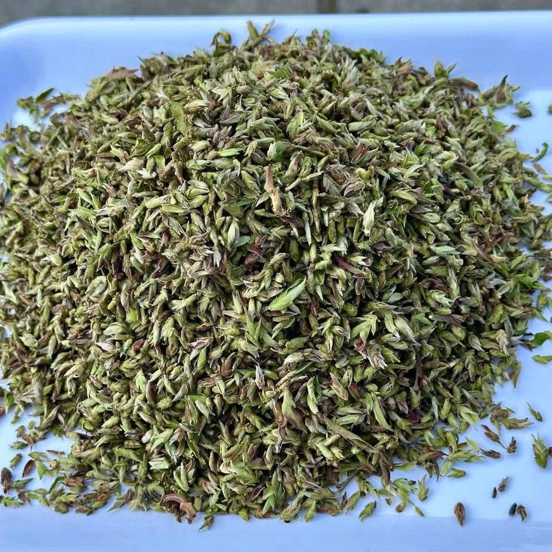 2025年头春【野生紫芽孢】花青素含量丰富【支持开箱试喝】