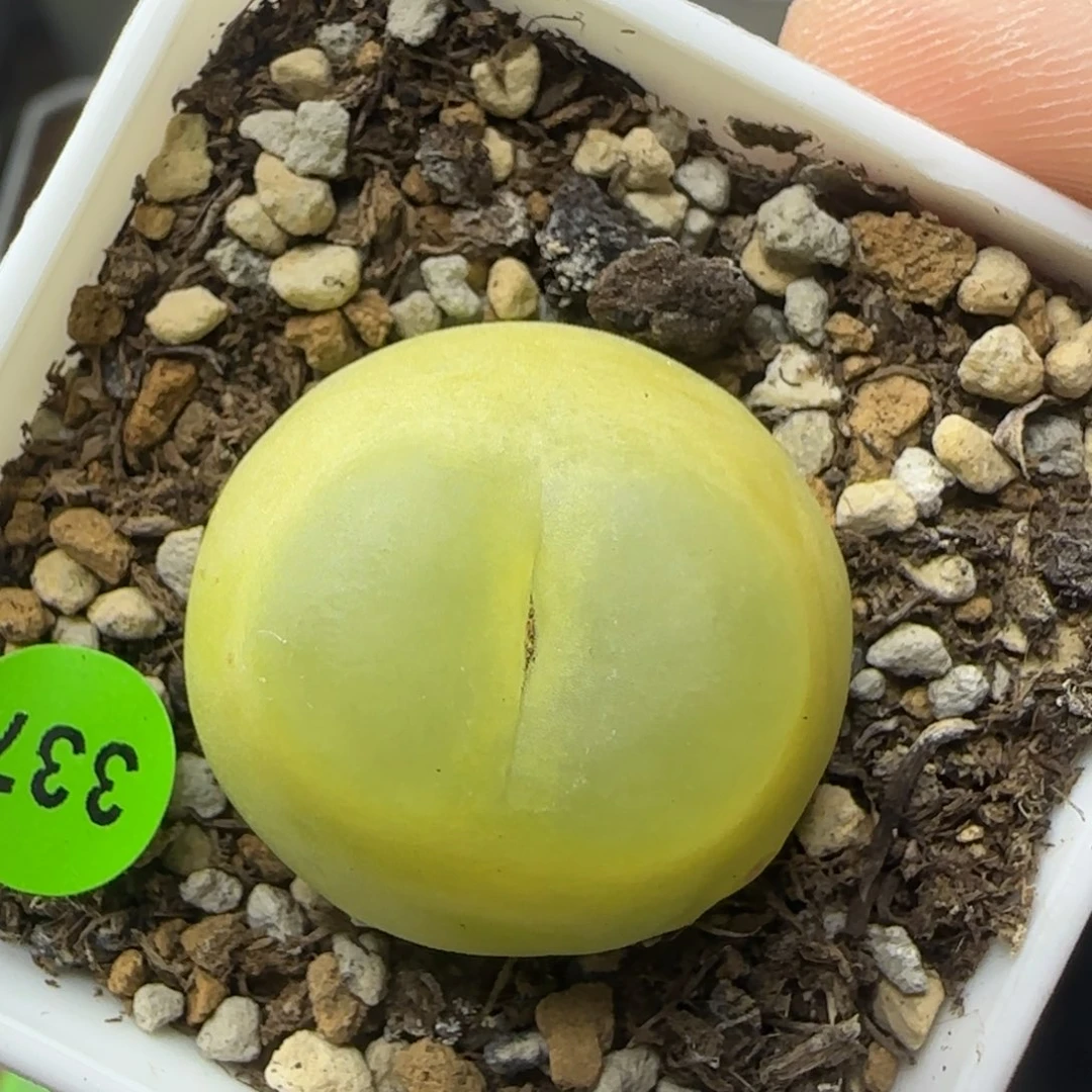 拉登点多肉植物337