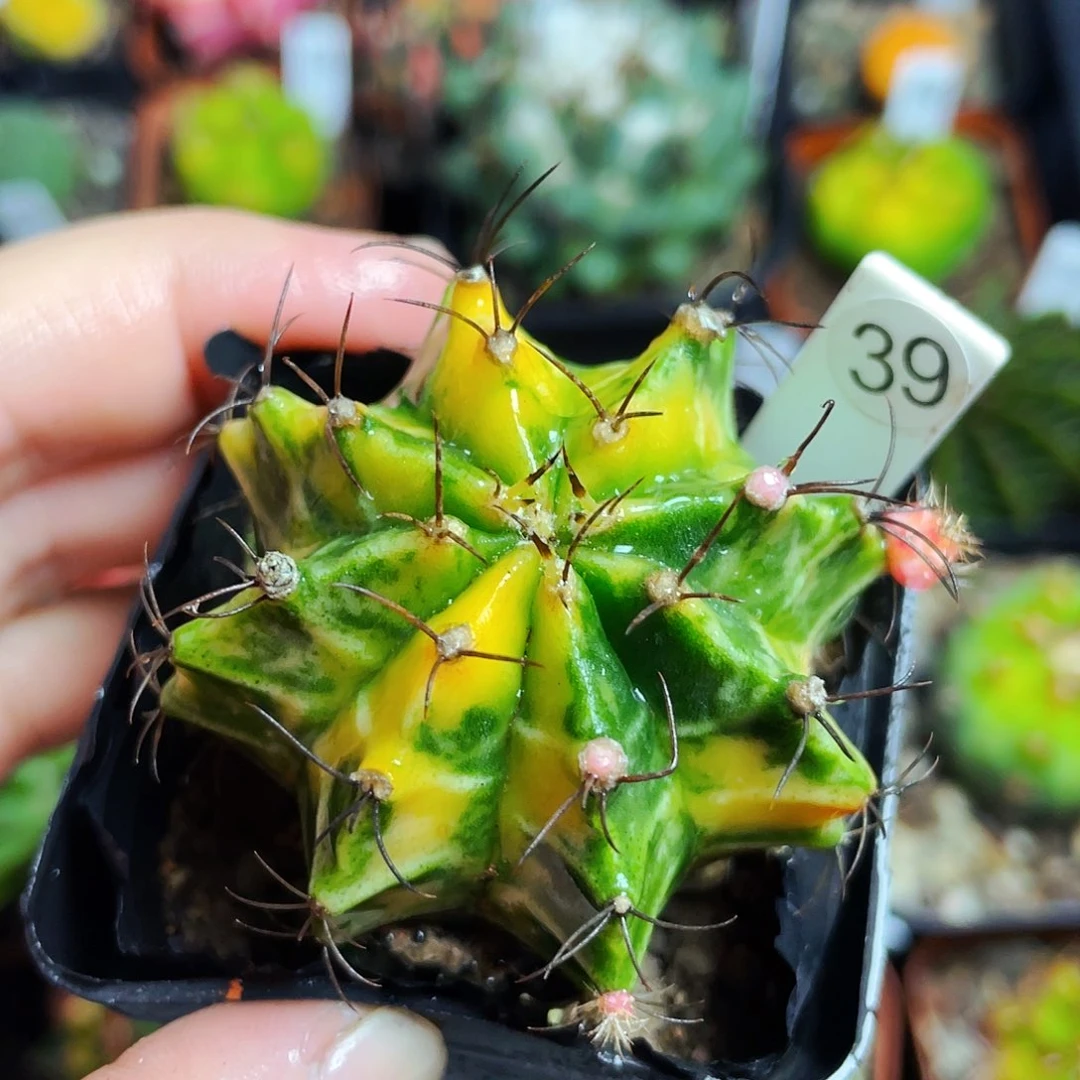 非偏远地区满25包邮裸根仙人球