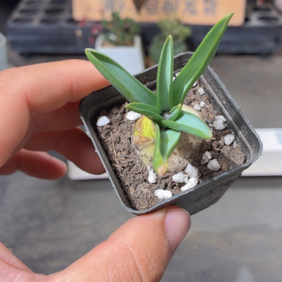 葡萄风信子多肉9.9包邮发货