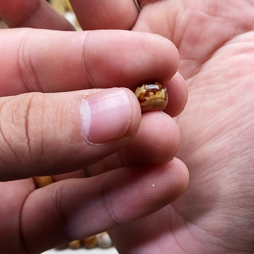 琥珀未镶嵌珠宝奇石9.4mm