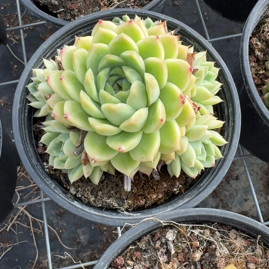 麦秆群多肉植物的