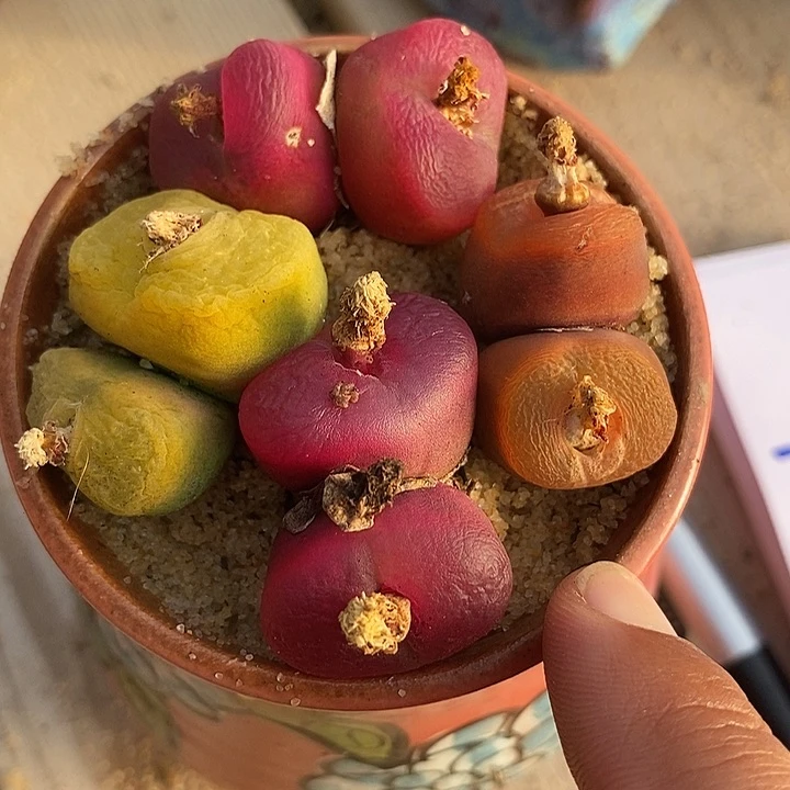 29527一组彩色双头