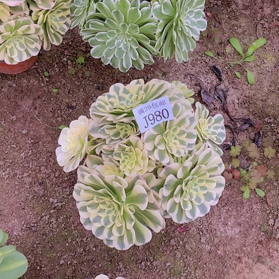 980绿豆沙多肉植物