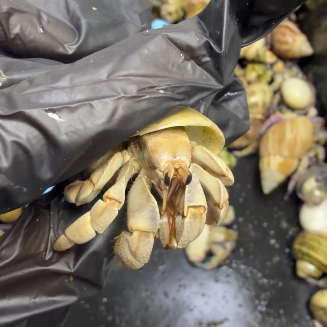 40斑马军团是世界手工制作工艺最高