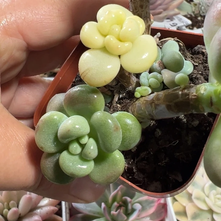 不知名阴阳锦多肉植物