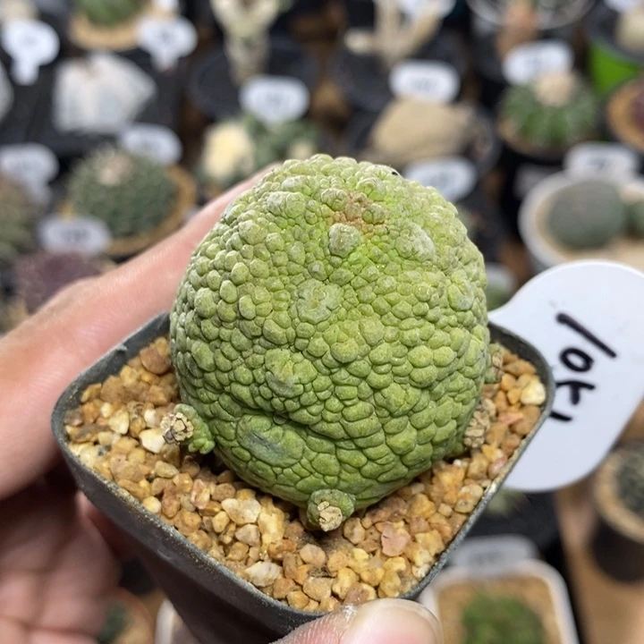 实生凝蹄玉1051号4.2cm