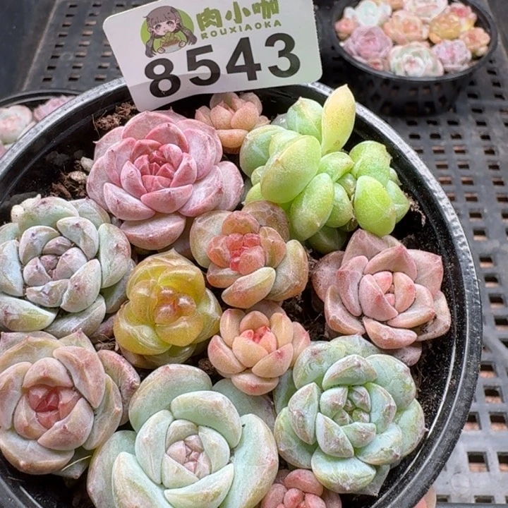 当前无花朵，栽培后可花朵多肉植物多肉植物