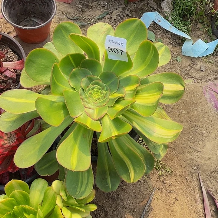 307暴军法师锦多肉1颗