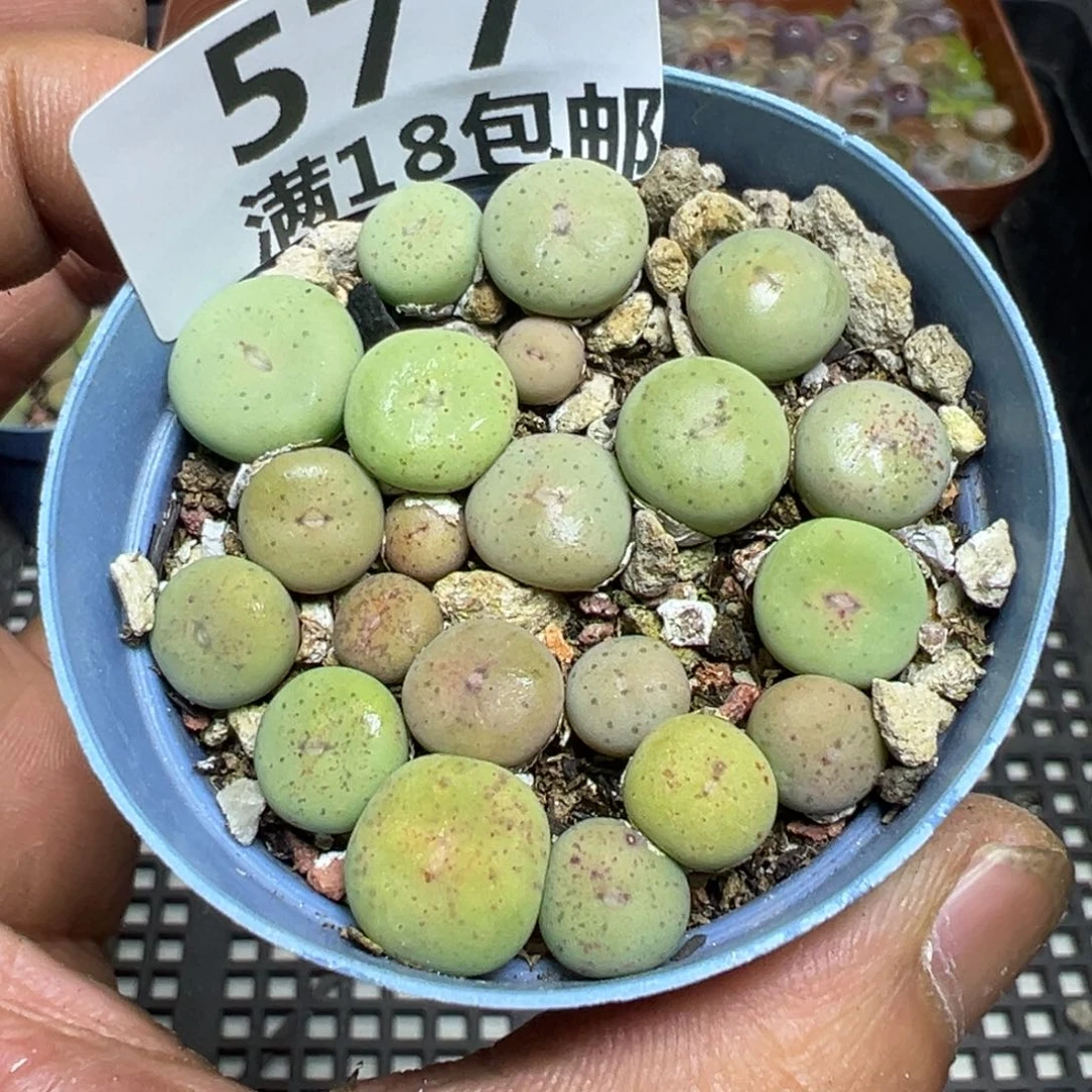 【闪购商品】 577。