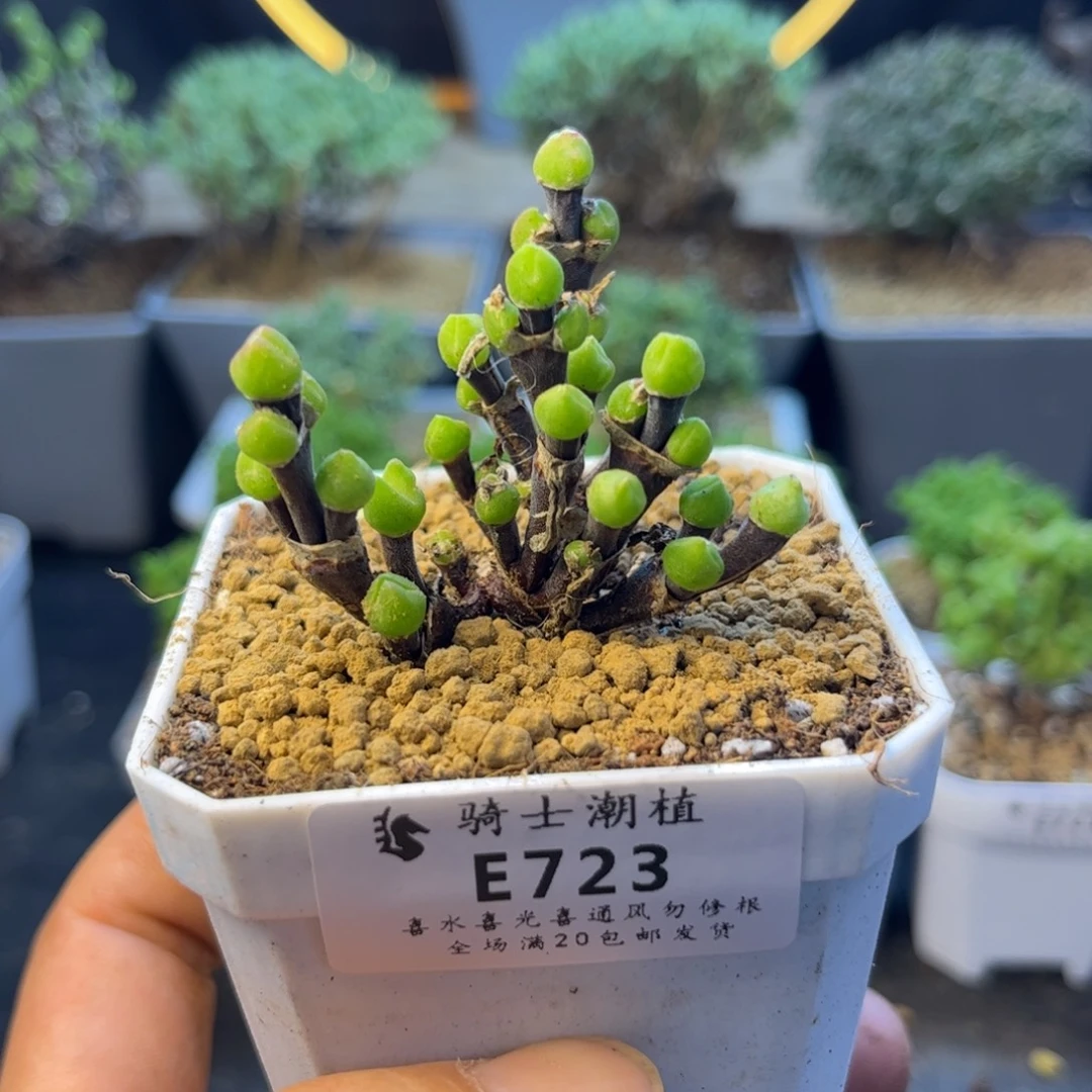 723短耳朵枝干兔子
